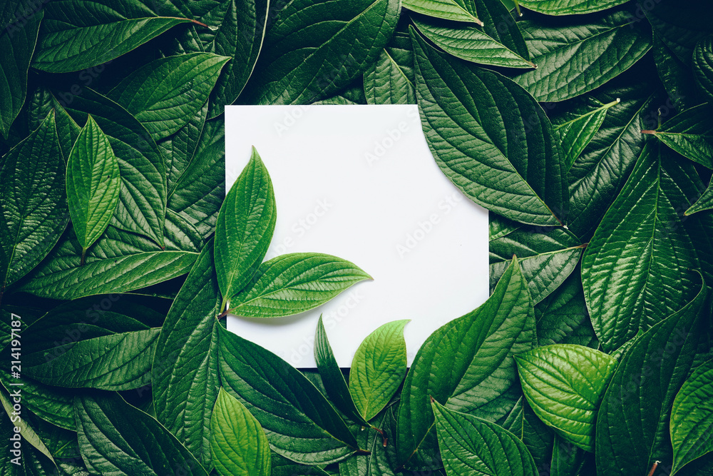 Poster creative layout composition frame of juicy green leaves with beautiful texture with paper card note,