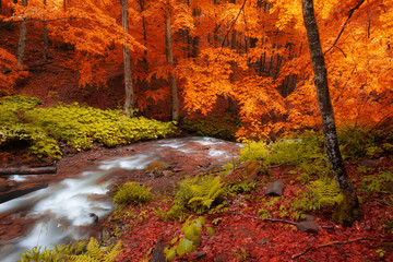 Autumn woods with yellow trees foliage and creek in mountain.