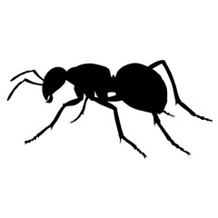 Silhouette of an ant on white background