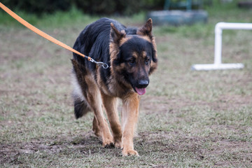 Portrait of a german shepherd dog walking in belgium
