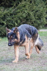 Portrait of a german shepherd dog walking in belgium