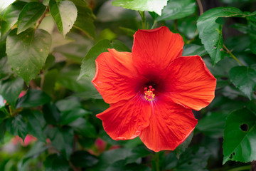 red Chinese Hibiscus, China rose, Hawaiian hibiscus, rose mallow and shoeblackplant