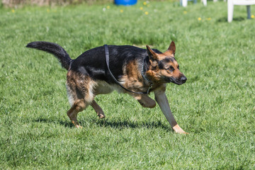 Portrait of a german shepherd dog walking in belgium