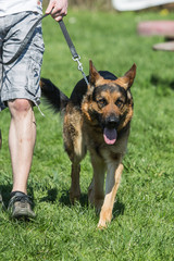 Portrait of a german shepherd dog walking in belgium