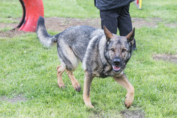 Portrait of a german shepherd dog walking in belgium