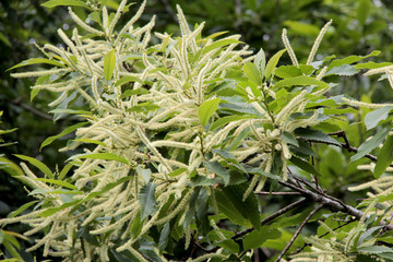 fleurs du châtaignier