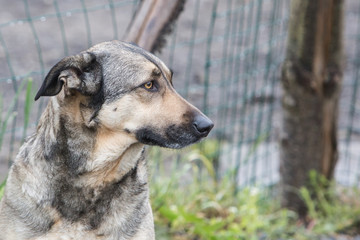 Portrait of a german shepherd dog walking in belgium