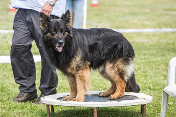 Portrait of a german shepherd dog walking in belgium