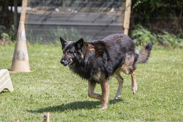 Portrait of a german shepherd dog walking in belgium