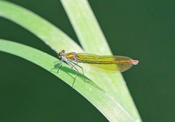 dragon-fly sits on a tree