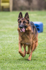 Portrait of a german shepherd dog walking in belgium