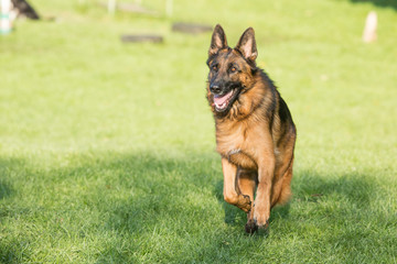 Portrait of a german shepherd dog walking in belgium