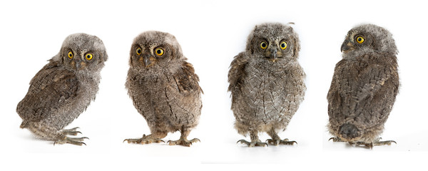Collage of European scops owl (Otus scops) isolated on white background