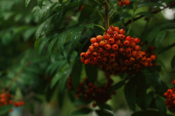 rowanberry
