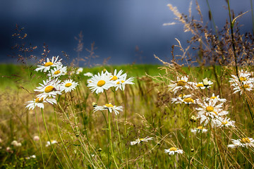 Grass and chamomile meadow in front of strong thunderstorm