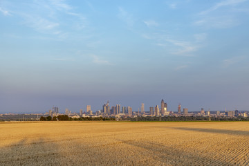 view to skyline of Frankfurt am Main with golden harvested field