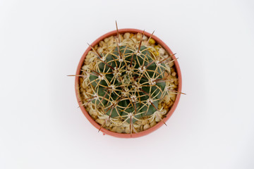 cactus top view