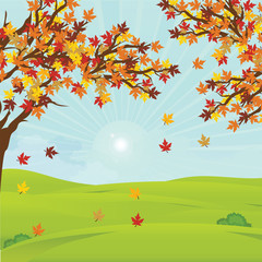 Autumn landscape with fall leaves on the branches of trees on field in sunny day.