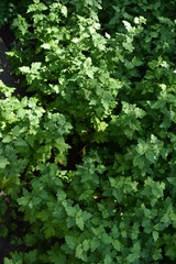 Beautiful and bright green leaves and branches of chrysanthemum after the rain. lightning and thunder
