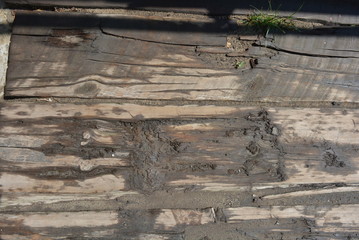 Powerful and large wooden logs after the rain with green grass