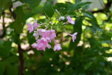 Delicate street flowers of purple, pink phlox on a green background