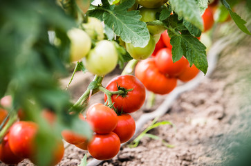 Ripe tomato plant growing