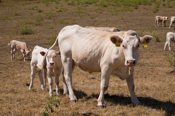 A cow and calf on the pasture