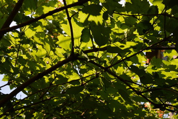 Under the viburnum tree, the leaves of the viburnum shine through the sun and many branches with leaves