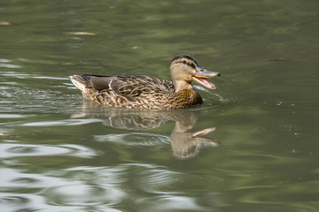 female mallard duck swims happy in the pond