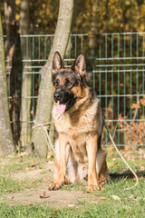 Portrait of a german shepherd dog walking in belgium