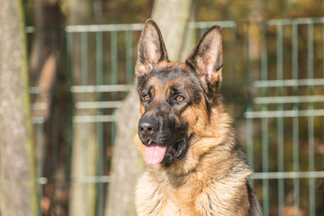Portrait of a german shepherd dog walking in belgium