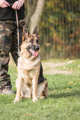 Portrait of a german shepherd dog walking in belgium