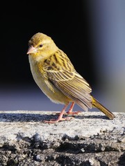 Yellow Fody bird from Mauritius