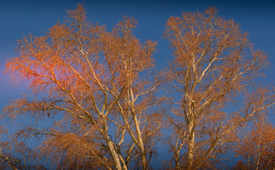 Bare, leafless branches of a tree isolated against a crisp blue winter sky image with copy space