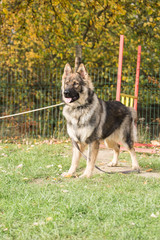 Portrait of a german shepherd dog walking in belgium