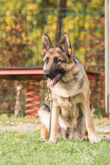 Portrait of a german shepherd dog walking in belgium