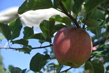 りんごの木