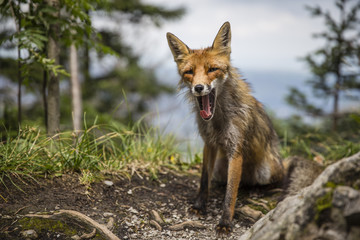 Wild red fox in the mountains