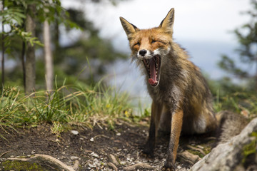 Wild red fox in the mountains