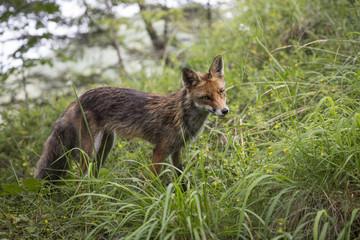 Wild red fox in the mountains