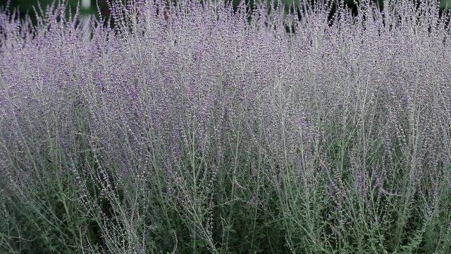 Beautiful nice amazing lavender blossom. Close up, light breeze, bees bees collect nectar and pollen, toned video, 50 fps.