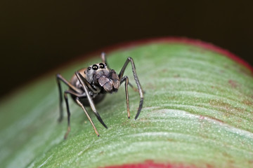 Fototapeta premium Macro Photo of Ant-Mimic Jumping Spider on Green Leaf