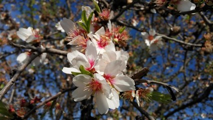 Estallido primaveral