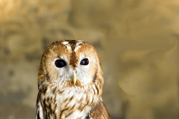 Tawny owl or brown owl. Portrait Strix aluco