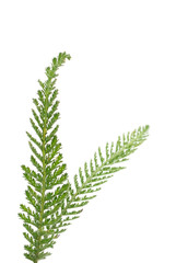 Yarrow leaf  isolated.