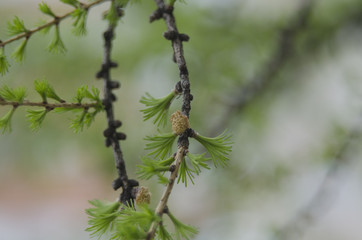 larch