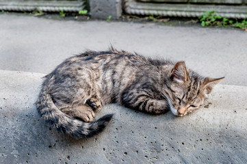 Street homeless cat (kitten). Animals in the city. Lost and homeless cats.