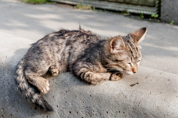 Street homeless cat (kitten). Animals in the city. Lost and homeless cats.