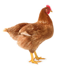 Brown hen isolated.