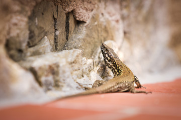 Lizard on a wall, pastel colors